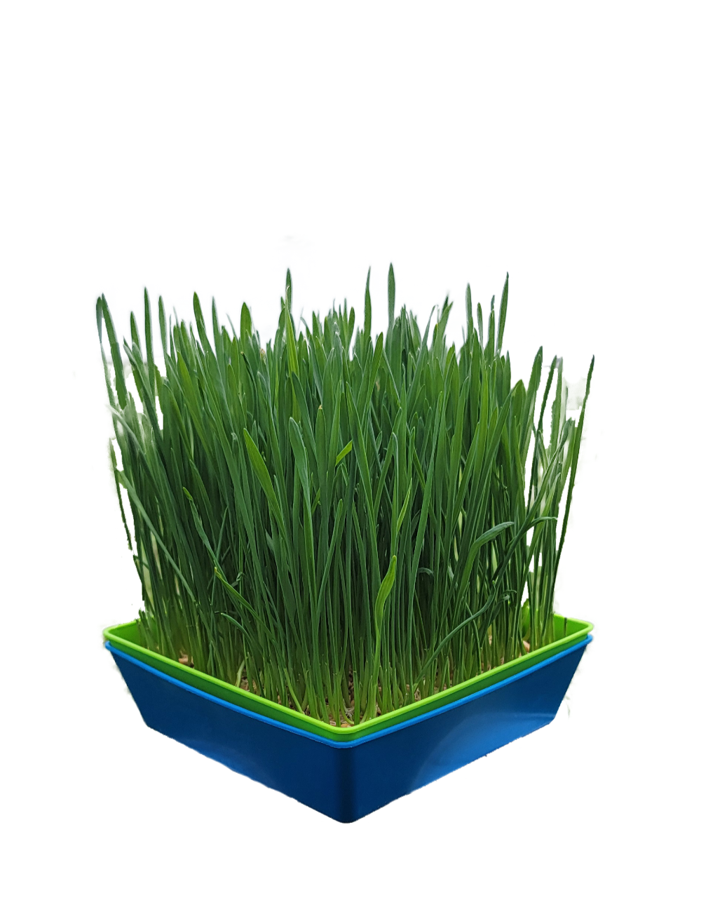 Cat Grass, 5 x 5, 2 Tray Set