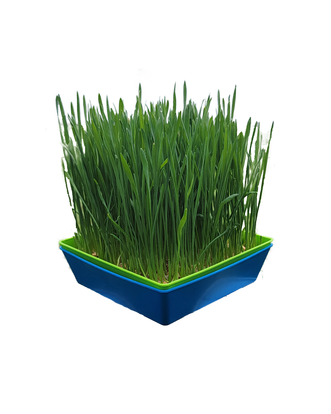 Cat Grass, 5 x 5, 2 Tray Set