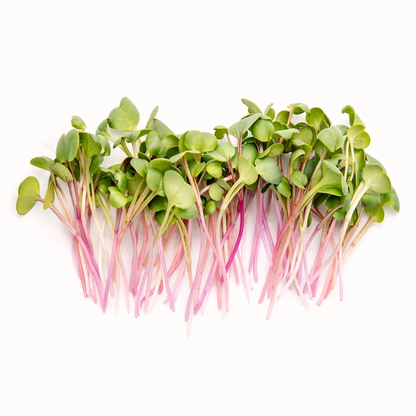 Radish Microgreens, Red Arrow, Non-GMO, 60g