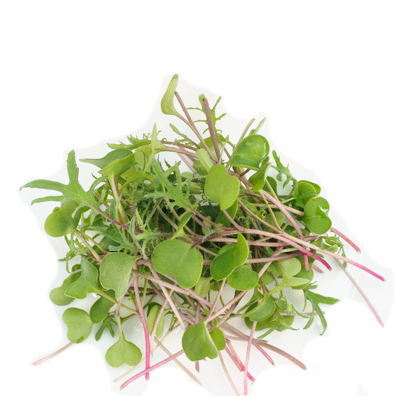 Kale Microgreens, Red Russian, Non-GMO, 45g