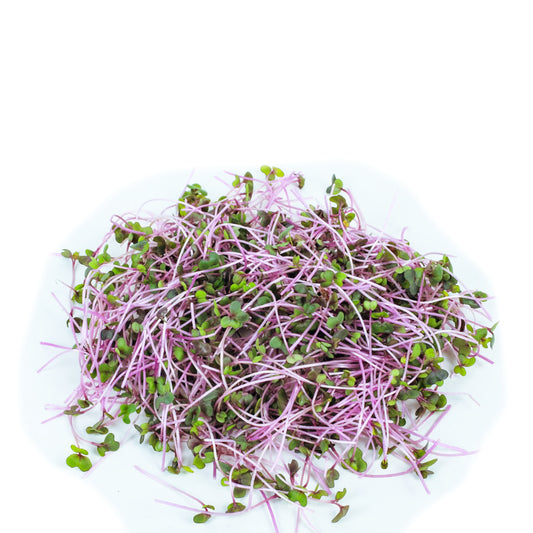 Kohlrabi Microgreens, Purple Vienna, Heirloom, 40g