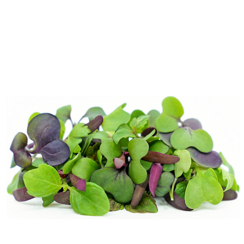 Sampler Pack, Microgreens, Heirloom and Non-GMO, 60g